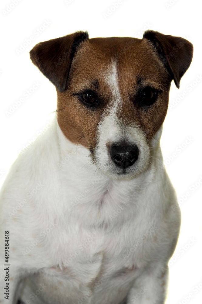 the Jack Russell Terrier breed dog is not on a white background. pet portrait