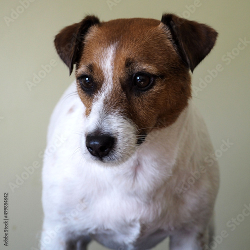 a Jack Russell Terrier breed dog on a gray background is close. portrait of a pet