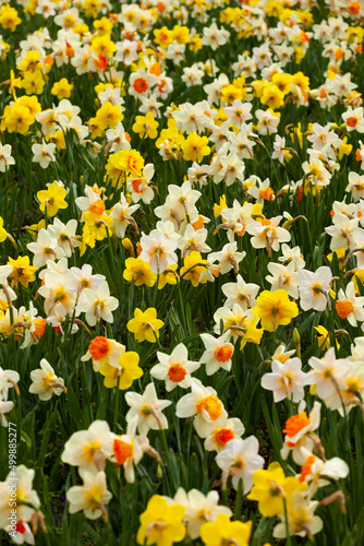 Fototapeta Naklejka Na Ścianę i Meble -  A bed of blooming multicolored daffodils. white daffodils with red hearts and yellow daffodils form a set full of contrast with their dark green leaves.