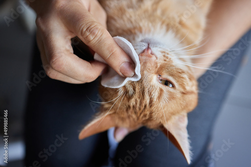 Картината върху платно man hand cleaning her cat eyes with cotton pad.