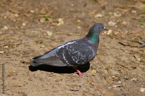 A pigeon in a city park