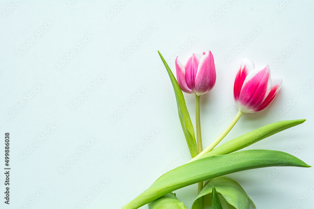 Fototapeta premium Hintergrund mit Tulpen