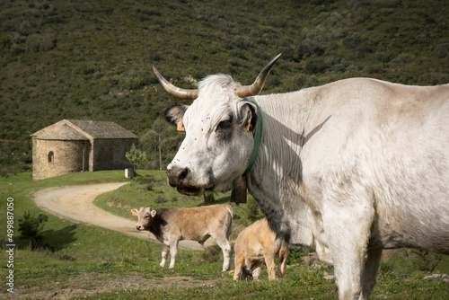 Fototapeta Naklejka Na Ścianę i Meble -  Vacas en la montaña