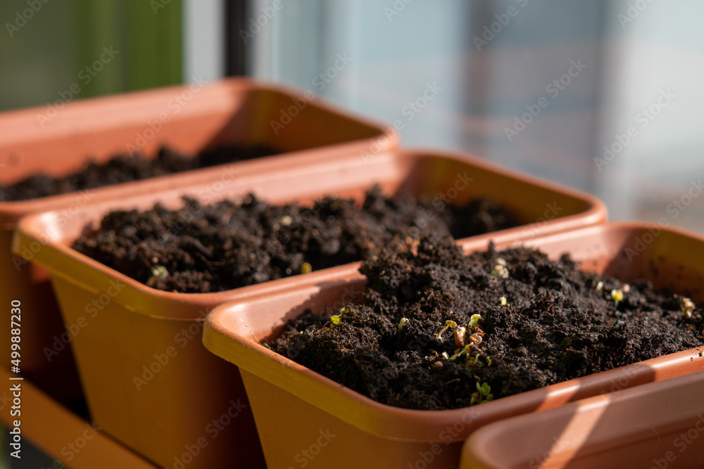 Pots with homemade seedlings on the window Pots with homemade seedlings on the window