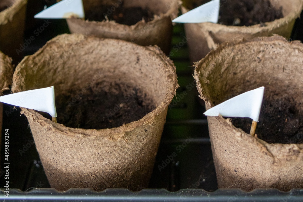 Peat pots for home seedlings with a flag for the name of the plant Peat pots for home seedlings with a flag for the name of the plant