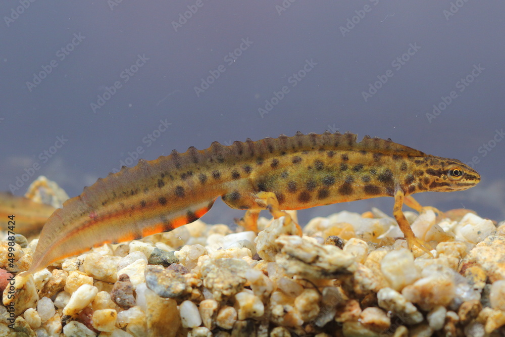 The smooth newt, European newt, northern smooth newt or common newt (Lissotriton vulgaris) male in underwater natural habitat