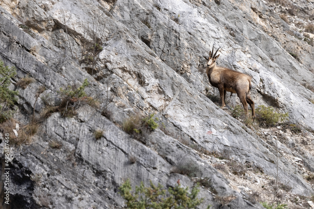 Apennine chamois in Majella National Park, Abruzzo, Italy. Apennine chamois in Majella National Park, Abruzzo, Italy.
