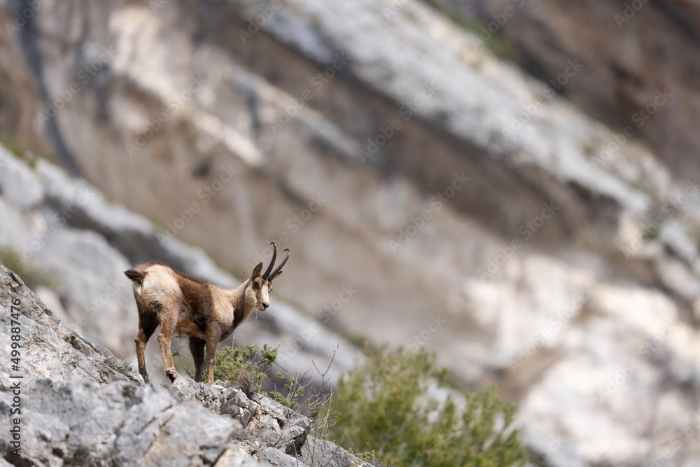Apennine chamois in Majella National Park, Abruzzo, Italy. Apennine chamois in Majella National Park, Abruzzo, Italy.