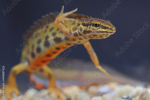 The smooth newt, European newt, northern smooth newt or common newt (Lissotriton vulgaris) male in underwater natural habitat