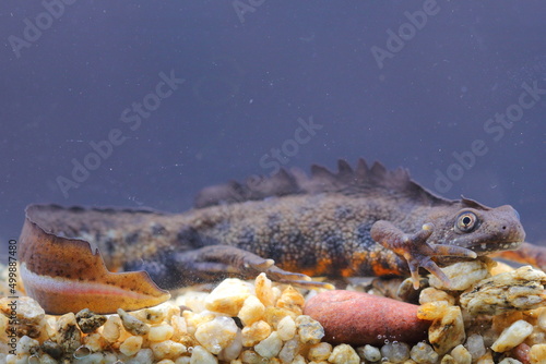 The Italian crested newt (Triturus carnifex) male in an underwater natural habitat photo