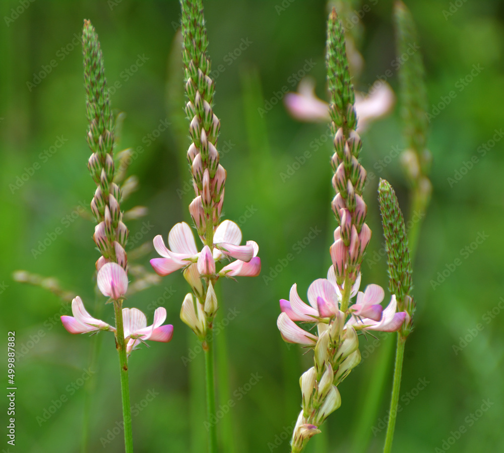 In the meadow among the herbs blooms sainfoin (onobrychis). In the meadow among the herbs blooms sainfoin (onobrychis).