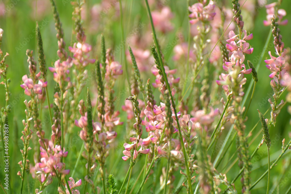 In the meadow among the herbs blooms sainfoin (onobrychis).