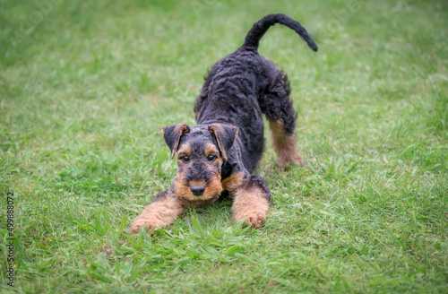 A playful Airedale Terrier puppy, 10 weeks old, black saddle with tan markings, in a play bow position in a green grass meadow,  let's play