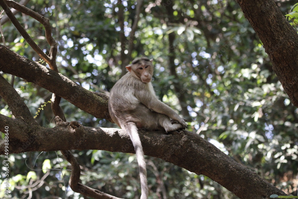 Monkey in Jungle. Emotions and actions of Monkey and baby. Beautiful wall paper background. Emotional message. Monkey in Jungle. Emotions and actions of Monkey and baby. Beautiful wall paper background. Emotional message.