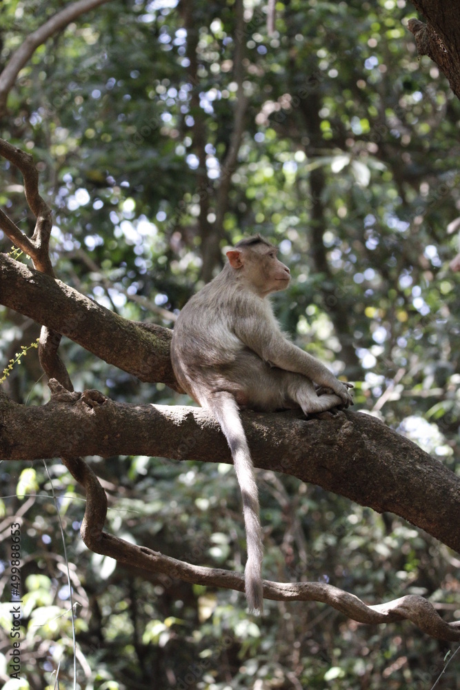 Monkey in Jungle. Emotions and actions of Monkey and baby. Beautiful wall paper background. Emotional message. Monkey in Jungle. Emotions and actions of Monkey and baby. Beautiful wall paper background. Emotional message.