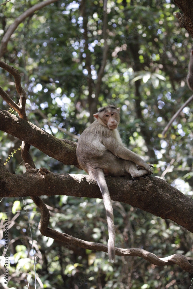 Monkey in Jungle. Emotions and actions of Monkey and baby. Beautiful wall paper background. Emotional message. Monkey in Jungle. Emotions and actions of Monkey and baby. Beautiful wall paper background. Emotional message.