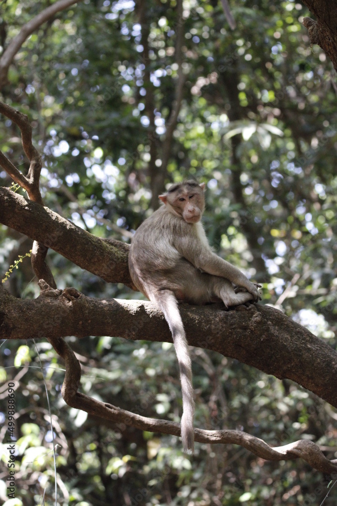 Monkey in Jungle. Emotions and actions of Monkey and baby. Beautiful wall paper background. Emotional message. Monkey in Jungle. Emotions and actions of Monkey and baby. Beautiful wall paper background. Emotional message.