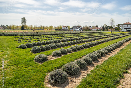 View on a field with lavender in cultivation