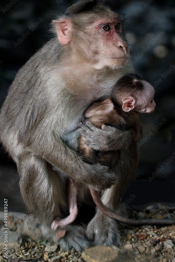 Monkey in Jungle. Emotions and actions of Monkey and baby. Beautiful wall paper background. Emotional message.