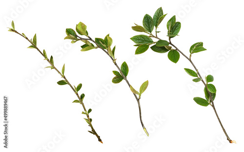 Set of spring twigs with gr...