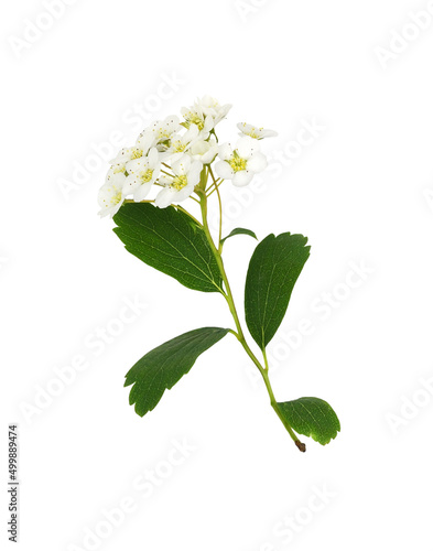 Twig of spiraea chamaedryfo...
