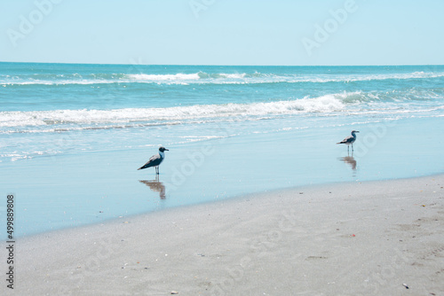 seagulls and ocean