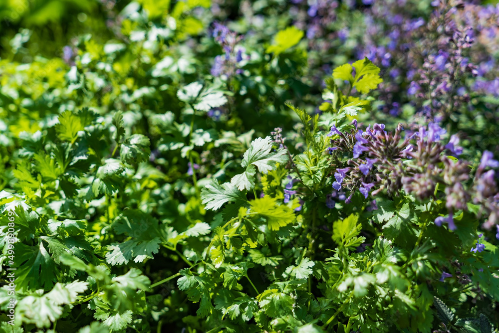 Beautiful flowers of catnip or nepeta cataria Beautiful flowers of catnip or nepeta cataria
