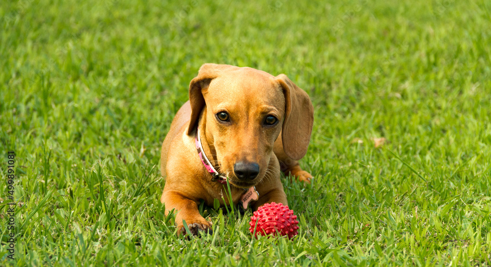 Dachshund lying on green grass with pink collar