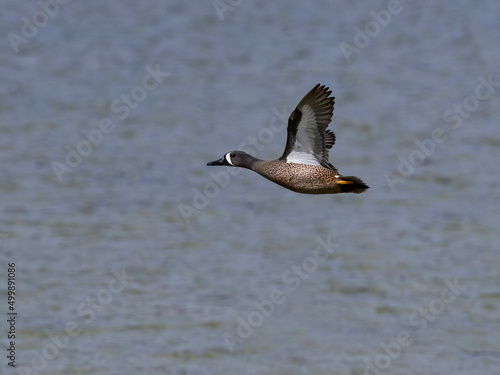 Male Blue-winged Teal in Flight  Over Lake in Spring