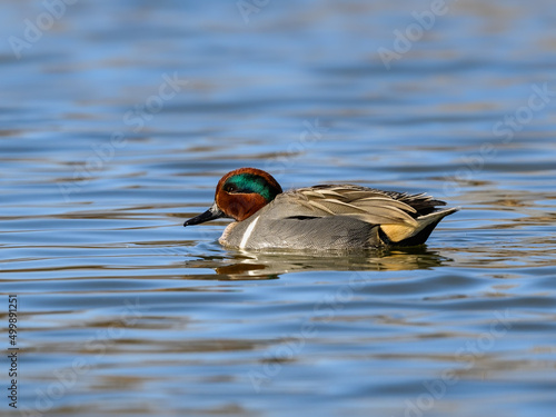 Male Green-winged Teal Swimming in Blue Water photo