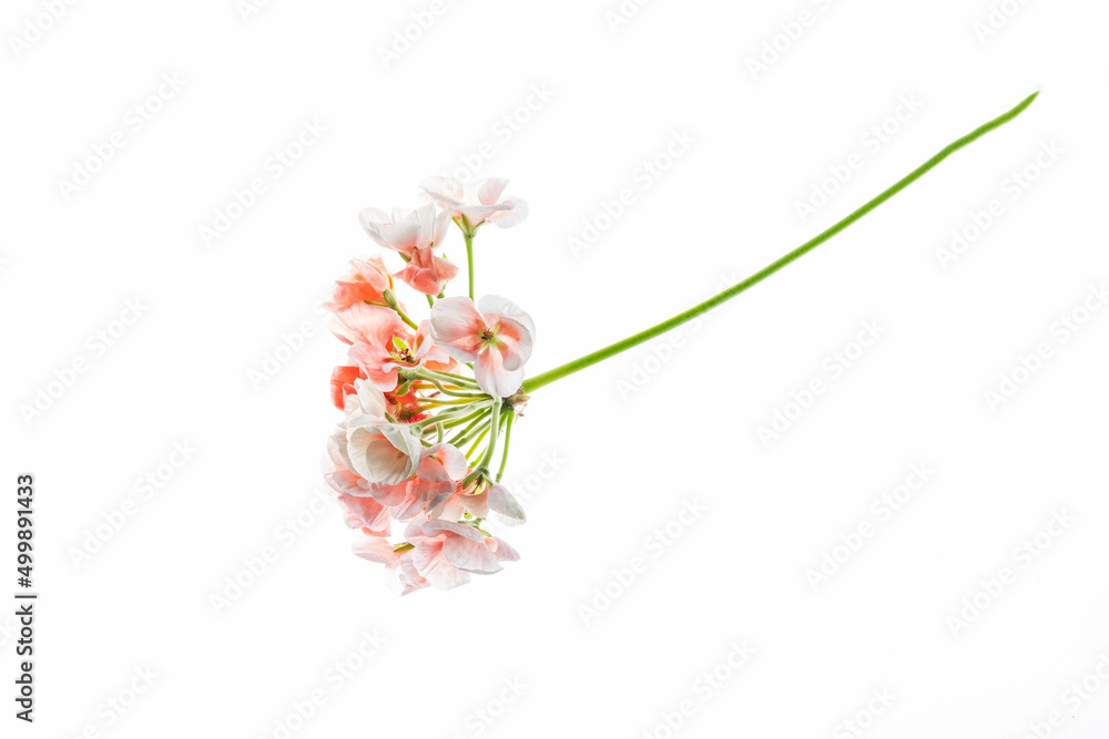 Fototapeta premium pelargonium flowers on the white background