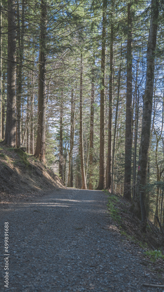 Fototapeta premium forêt