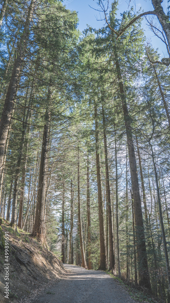 Fototapeta premium forêt