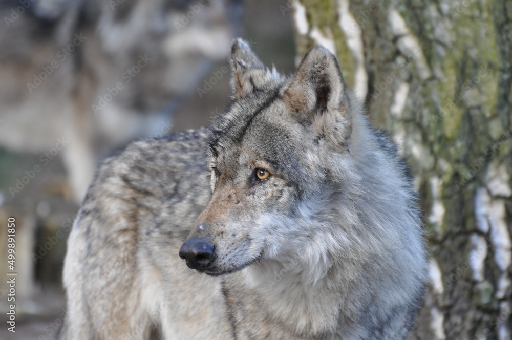 European gray wolve European gray wolve