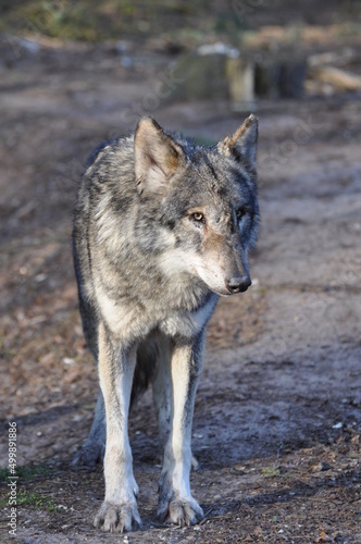 European gray wolve
