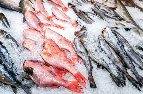 Photography Frozen fish in ice ready for sale
