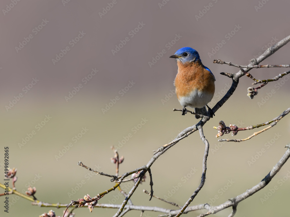 Male Eastern Bluebird Perched on Tree Branch in Spring Male Eastern Bluebird Perched on Tree Branch in Spring