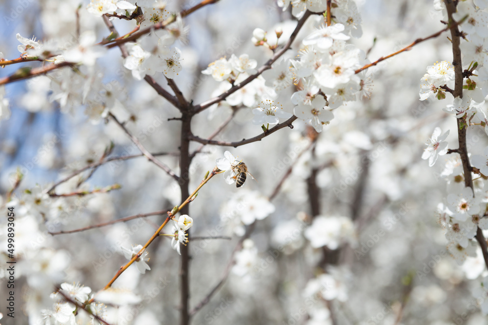 Flowering branch, blurred background.