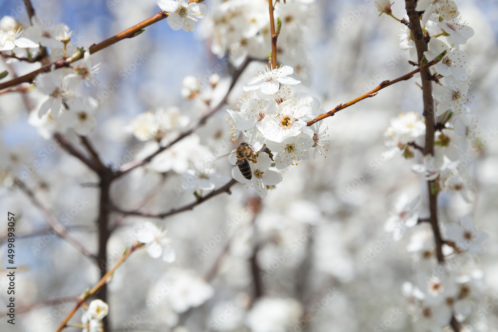 Photo of cherry plum flowers on a natural background. Plum on a sunny spring day.