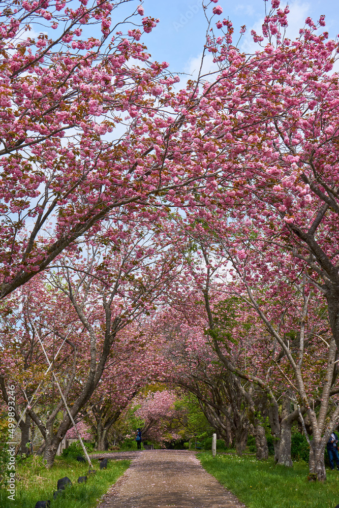 八重桜のトンネル　秋元牧場