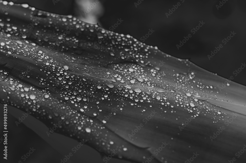 drops of water on a waxed leaf - obrazy, fototapety, plakaty 