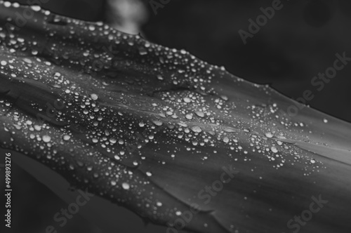 drops of water on a waxed leaf