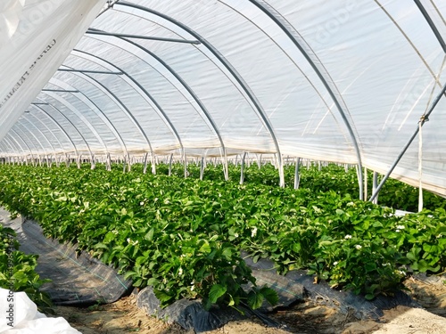 Erdbeerpflanzen im Gewächshaus