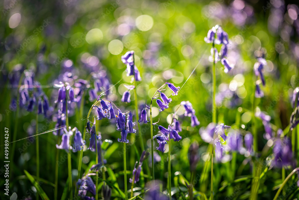 Bluebells illuminated by sunlight with cobwebs between the stems