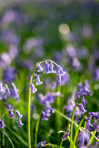 A close up of a bluebell in the spring sunshine