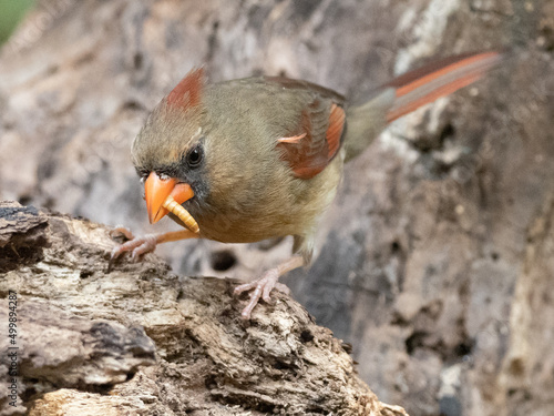 Northern Cardinal