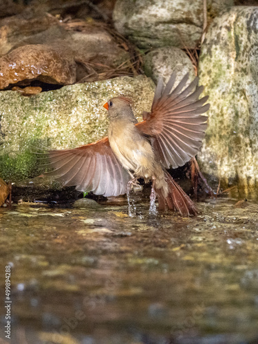 Northern Cardinal