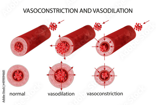 Vasoconstriction and vasodilation blood pressure. Blood vessels showing vasoconstriction and vasodilation. Increase and decrease in blood flow through the blood vessels. photo