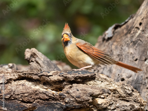 Northern Cardinal