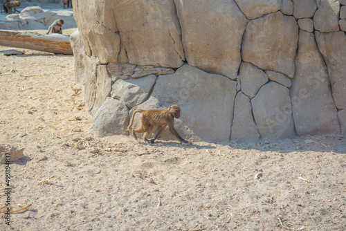 active macaque running on rock in the zoo